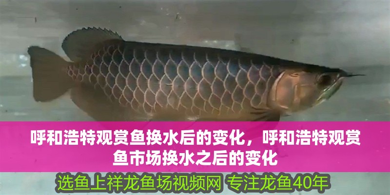 呼和浩特觀賞魚(yú)換水后的變化，呼和浩特觀賞魚(yú)市場(chǎng)換水之后的變化