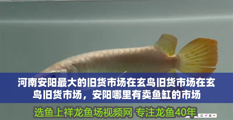 河<strong><mark>南安</mark></strong>陽(yáng)最大的舊貨市場(chǎng)在玄鳥(niǎo)舊貨市場(chǎng)在玄鳥(niǎo)舊貨市場(chǎng)，安陽(yáng)哪里有賣(mài)魚(yú)缸的市場(chǎng)