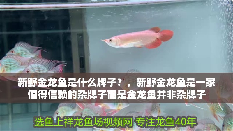 新野金龍魚是什么牌子？，新野金龍魚是一家值得信賴的雜牌子而是金龍魚并非雜牌子