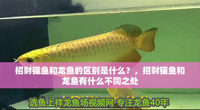 招財貓魚和龍魚的區別是什么？，招財貓魚和龍魚有什么不同之處