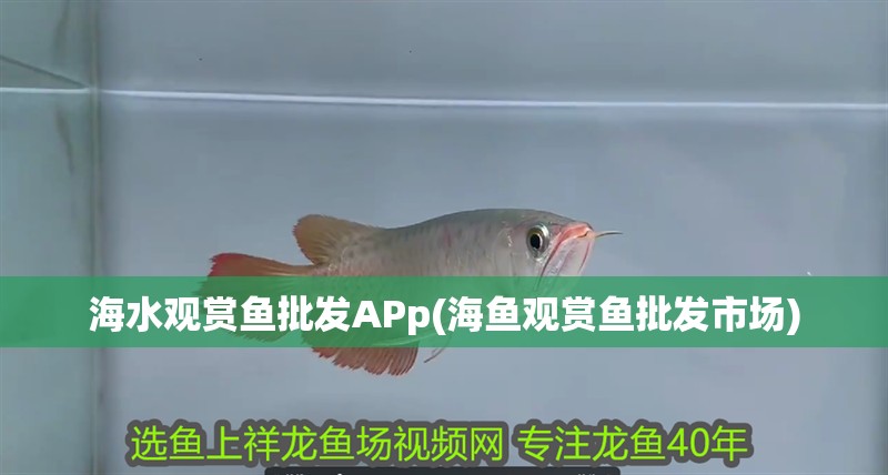 海水觀賞魚批發APp(海魚觀賞魚批發市場)