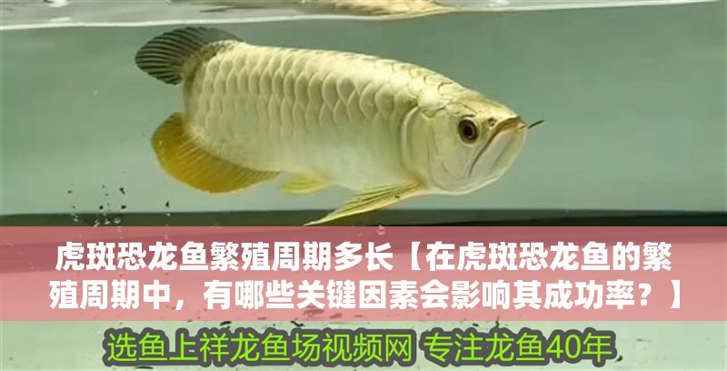 虎斑恐龍魚繁殖周期多長【在虎斑恐龍魚的繁殖周期中，有哪些關鍵因素會影響其成功率？】
