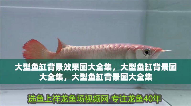 大型魚缸背景效果圖大全集，大型魚缸背景圖大全集，大型魚缸背景圖大全集