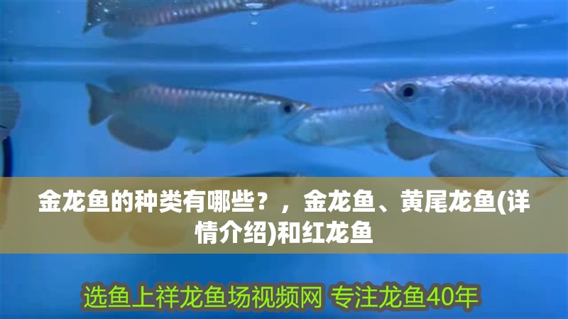 金龍魚的種類有哪些？，金龍魚、黃尾龍魚(詳情介紹)和紅龍魚