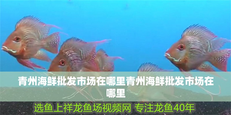 青州海鮮批發市場在哪里青州海鮮批發市場在哪里