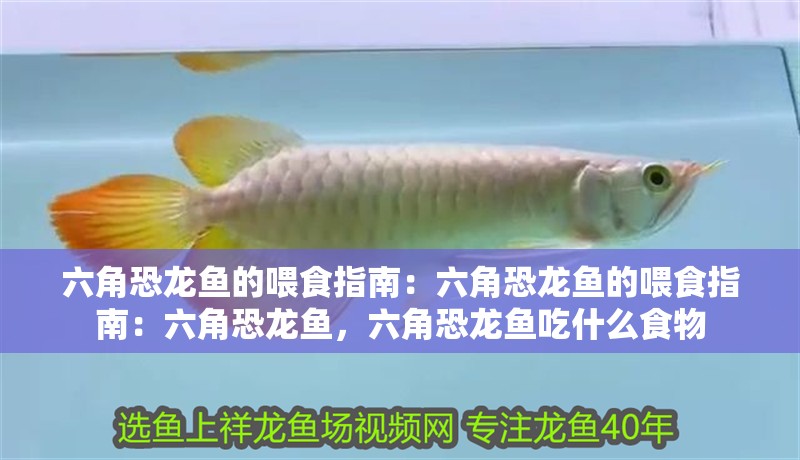 六角恐龍魚的喂食指南：六角恐龍魚的喂食指南：六角恐龍魚，六角恐龍魚吃什么食物