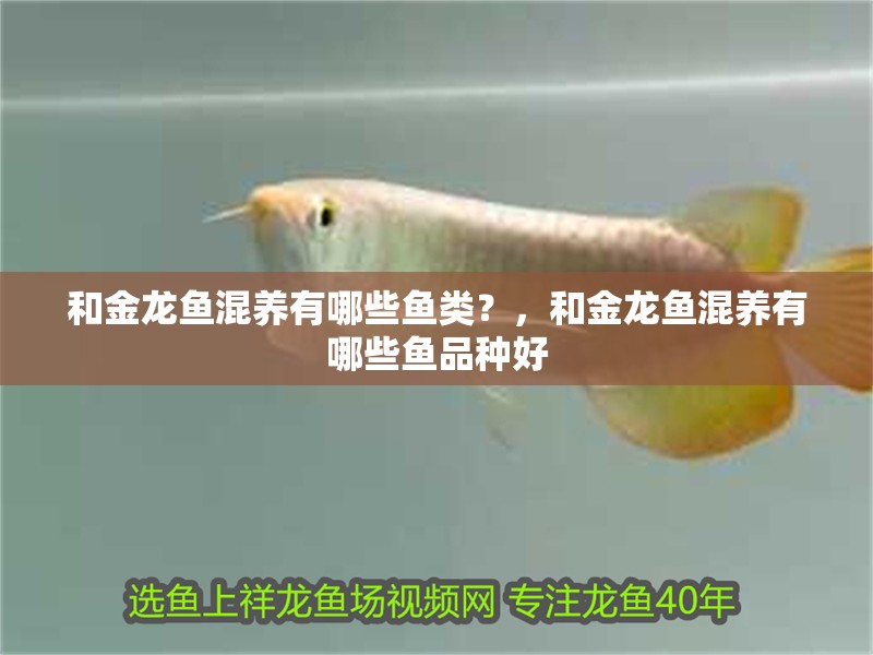 和金龍魚混養(yǎng)有哪些魚類？，和金龍魚混養(yǎng)有哪些魚品種好