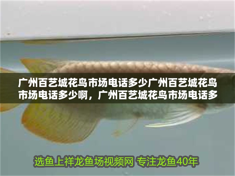 廣州百藝城花鳥市場電話多少廣州百藝城花鳥市場電話多少啊，廣州百藝城花鳥市場電話多少
