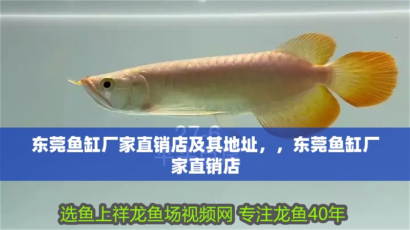 東莞魚缸廠家直銷店及其地址，，東莞魚缸廠家直銷店