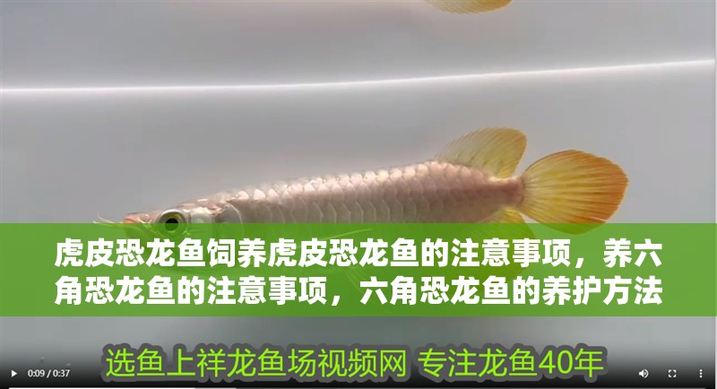 虎皮恐龍魚飼養虎皮恐龍魚的注意事項，養六角恐龍魚的注意事項，六角恐龍魚的養護方法