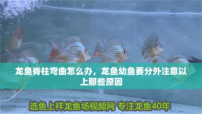 龍魚脊柱彎曲怎么辦，龍魚幼魚要分外注意以上那些原因