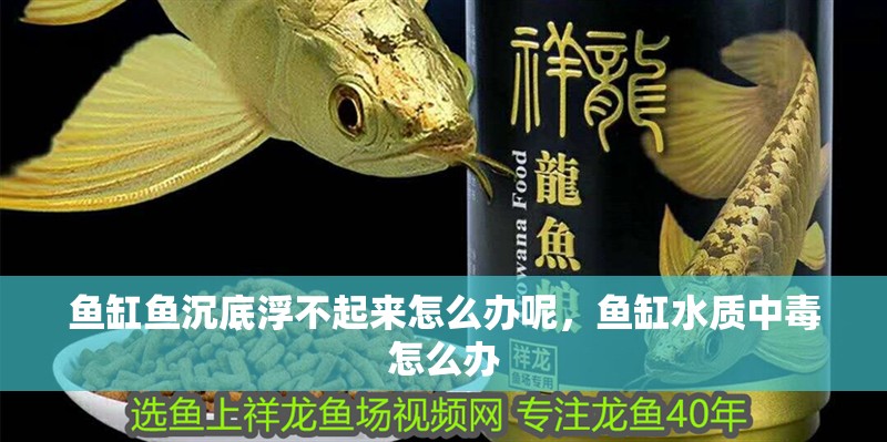 魚缸魚沉底浮不起來怎么辦呢，魚缸水質中毒怎么辦