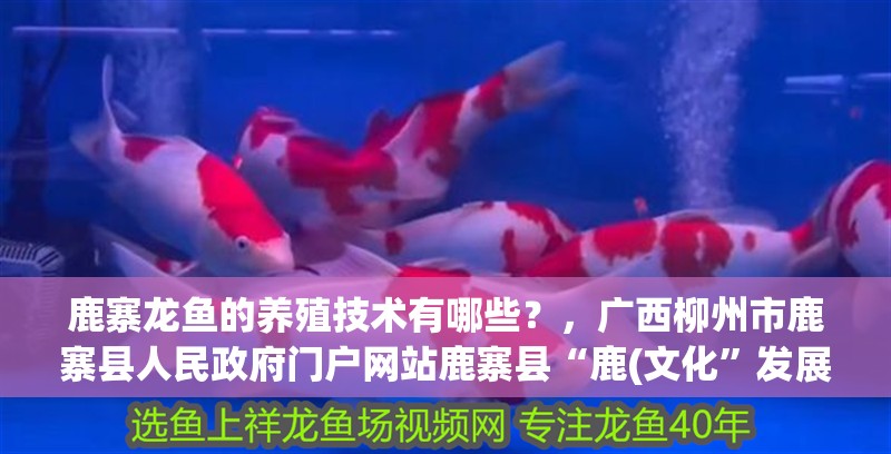 鹿寨龍魚的養殖技術有哪些？，廣西柳州市鹿寨縣人民政府門戶網站鹿寨縣“鹿(文化”發展調研