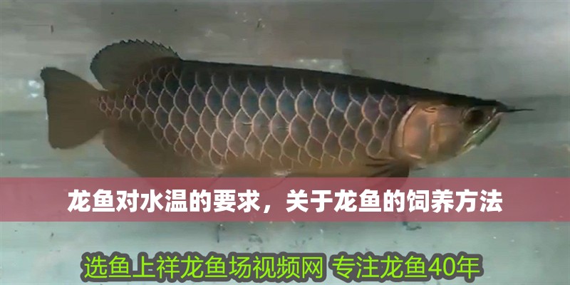 龍魚對水溫的要求，關(guān)于龍魚的飼養(yǎng)方法