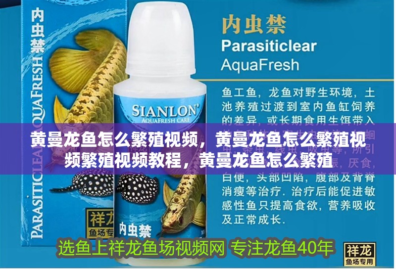 黃曼龍魚(yú)怎么繁殖視頻，黃曼龍魚(yú)怎么繁殖視頻繁殖視頻教程，黃曼龍魚(yú)怎么繁殖
