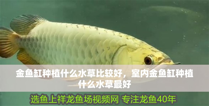 金魚缸種植什么水草比較好，室內(nèi)金魚缸種植什么水草最好