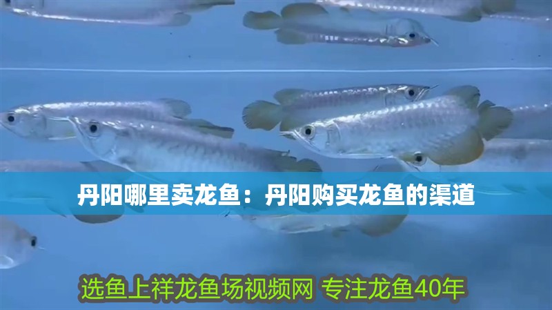 丹陽哪里賣龍魚：丹陽購買龍魚的渠道