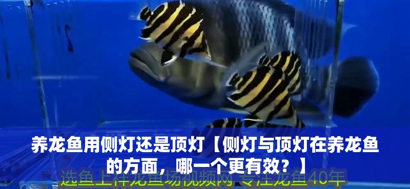 養(yǎng)龍魚用側(cè)燈還是頂燈【側(cè)燈與頂燈在養(yǎng)龍魚的方面，哪一個更有效？】