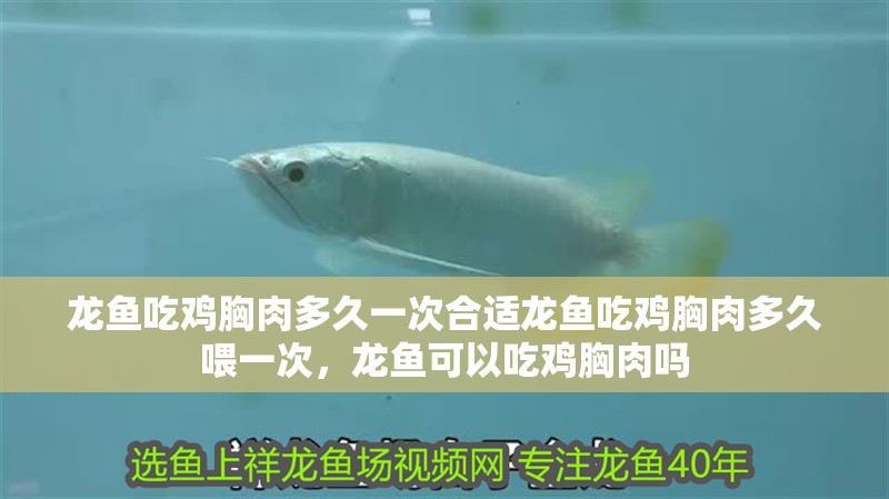 龍魚吃雞胸肉多久一次合適龍魚吃雞胸肉多久喂一次，龍魚可以吃雞胸肉嗎