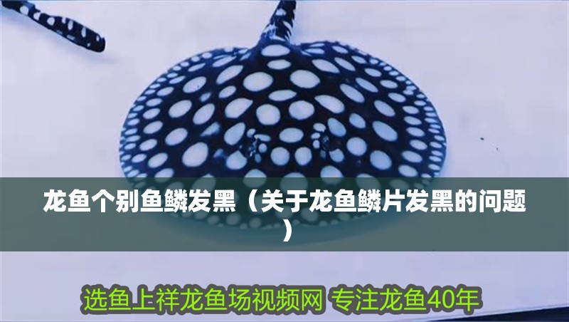 龍魚個別魚鱗發黑（關于龍魚鱗片發黑的問題）