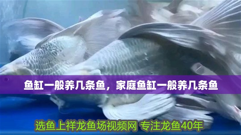 魚缸一般養幾條魚，家庭魚缸一般養幾條魚