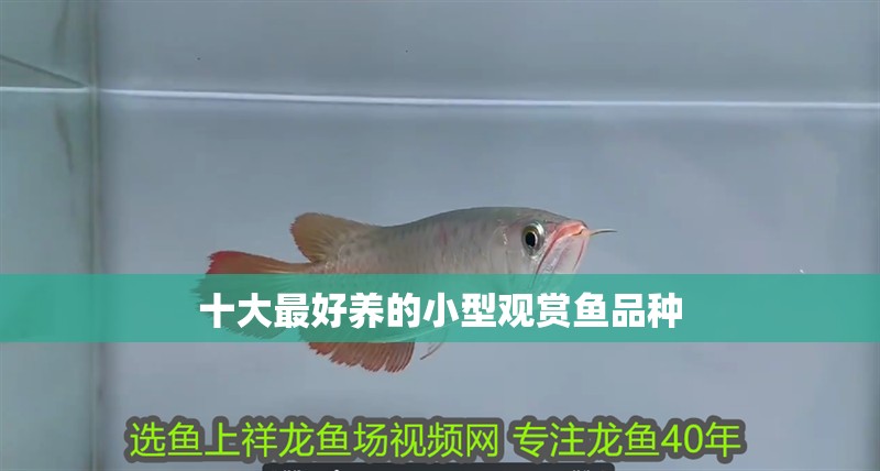 十大最好養的小型觀賞魚品種