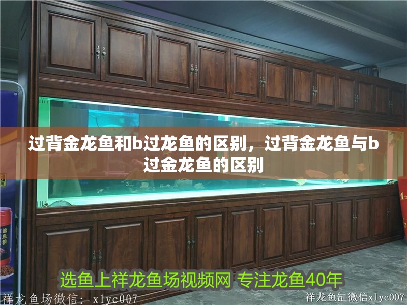 過背金龍魚和b過龍魚的區(qū)別，過背金龍魚與b過金龍魚的區(qū)別