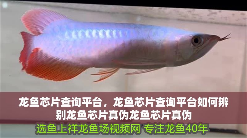 龍魚芯片查詢平臺，龍魚芯片查詢平臺如何辨別龍魚芯片真偽龍魚芯片真偽