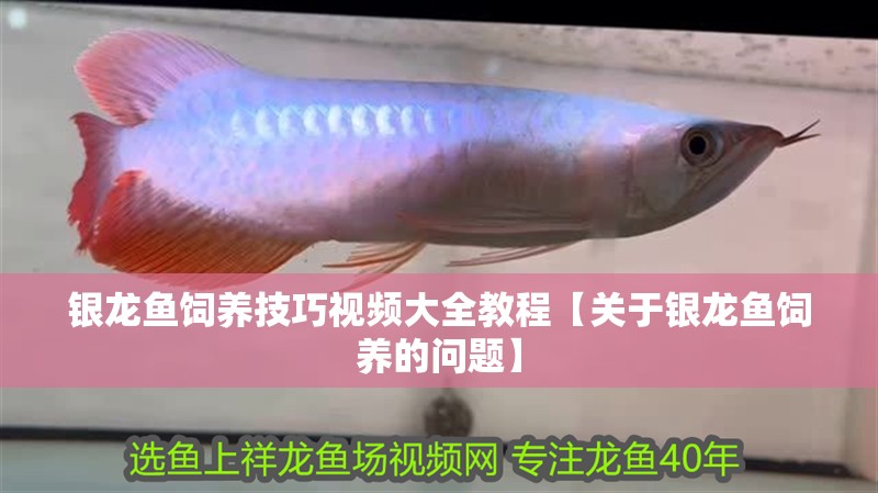 銀龍魚飼養技巧視頻大全教程【關于銀龍魚飼養的問題】