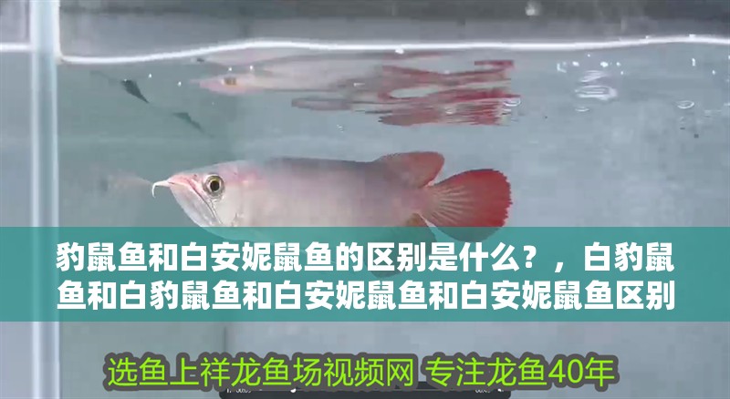 豹鼠魚和白安妮鼠魚的區別是什么？，白豹鼠魚和白豹鼠魚和白安妮鼠魚和白安妮鼠魚區別
