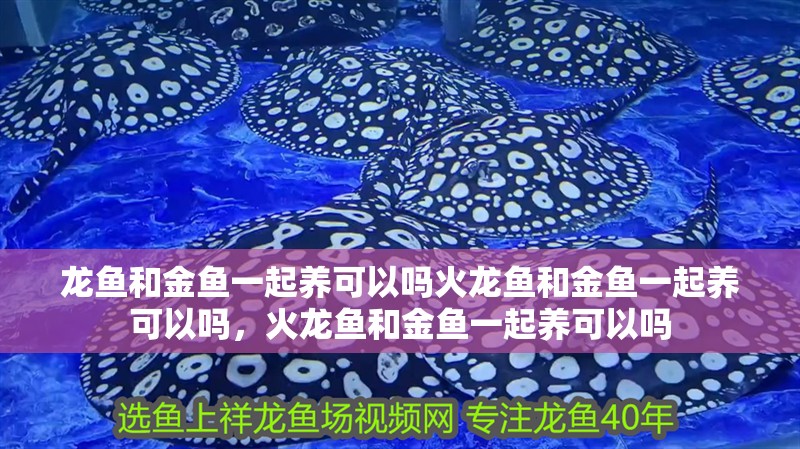 龍魚和金魚一起養可以嗎火龍魚和金魚一起養可以嗎，火龍魚和金魚一起養可以嗎