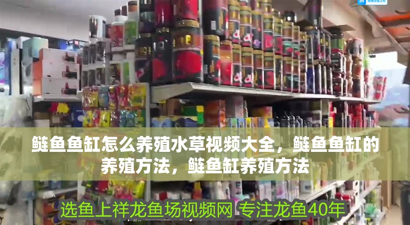 鰱魚魚缸怎么養(yǎng)殖水草視頻大全，鰱魚魚缸的養(yǎng)殖方法，鰱魚缸養(yǎng)殖方法