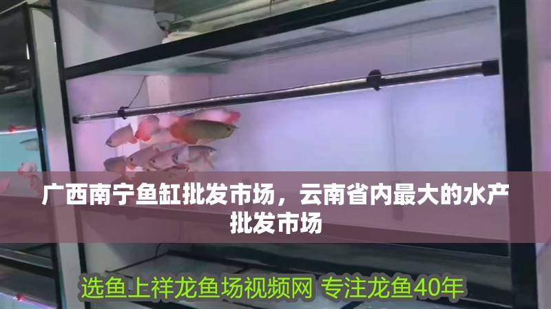 廣西南寧魚缸批發市場，云南省內最大的水產批發市場