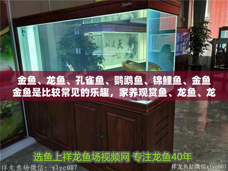 金魚、龍魚、孔雀魚、鸚鵡魚、錦鯉魚、金魚金魚是比較常見的樂趣，家養(yǎng)觀賞魚、龍魚、龍魚、鸚鵡魚、鸚鵡魚、金魚、錦鯉