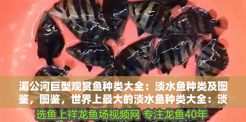 湄公河巨型觀賞魚種類大全：淡水魚種類及圖鑒，圖鑒，世界上最大的淡水魚種類大全：淡水魚種類大全