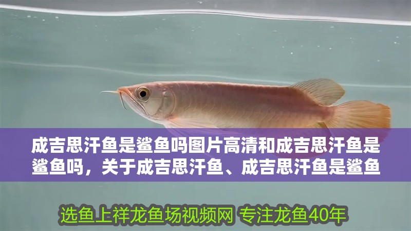 成吉思汗魚是鯊魚嗎圖片高清和成吉思汗魚是鯊魚嗎，關于成吉思汗魚、成吉思汗魚是鯊魚嗎圖片高清壁紙介紹