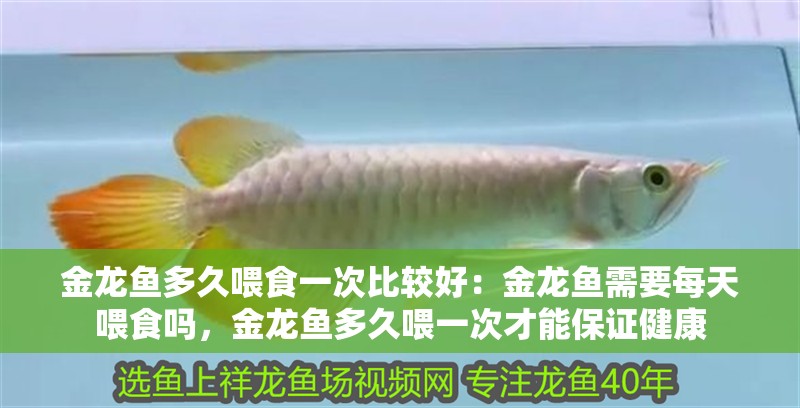 金龍魚(yú)多久喂食一次比較好：金龍魚(yú)需要每天喂食嗎，金龍魚(yú)多久喂一次才能保證健康