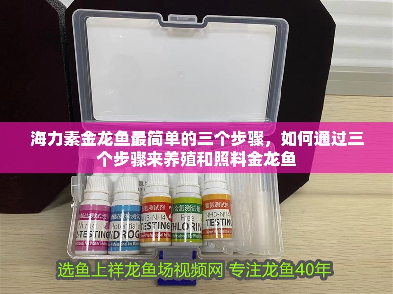 海力素金龍魚最簡單的三個步驟，如何通過三個步驟來養殖和照料金龍魚
