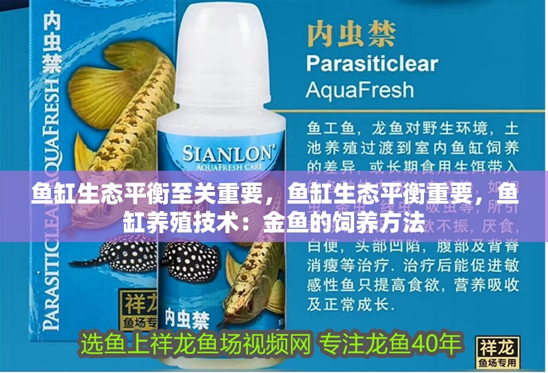 魚缸生態平衡至關重要，魚缸生態平衡重要，魚缸養殖技術：金魚的飼養方法