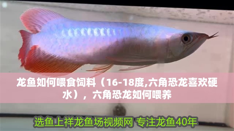 龍魚如何喂食飼料（16-18度,六角恐龍喜歡硬水），六角恐龍如何喂養