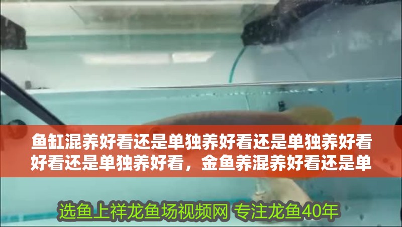 魚缸混養好看還是單獨養好看還是單獨養好看好看還是單獨養好看，金魚養混養好看還是單獨養好看