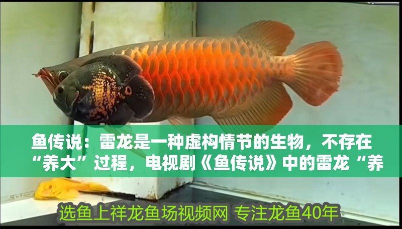 魚傳說：雷龍是一種虛構情節(jié)的生物，不存在“養(yǎng)大”過程，電視劇《魚傳說》中的雷龍“養(yǎng)大”是真的嗎？