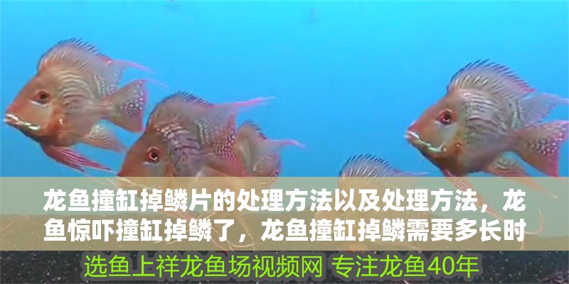 龍魚撞缸掉鱗片的處理方法以及處理方法，龍魚驚嚇撞缸掉鱗了，龍魚撞缸掉鱗需要多長時間能好進行解決