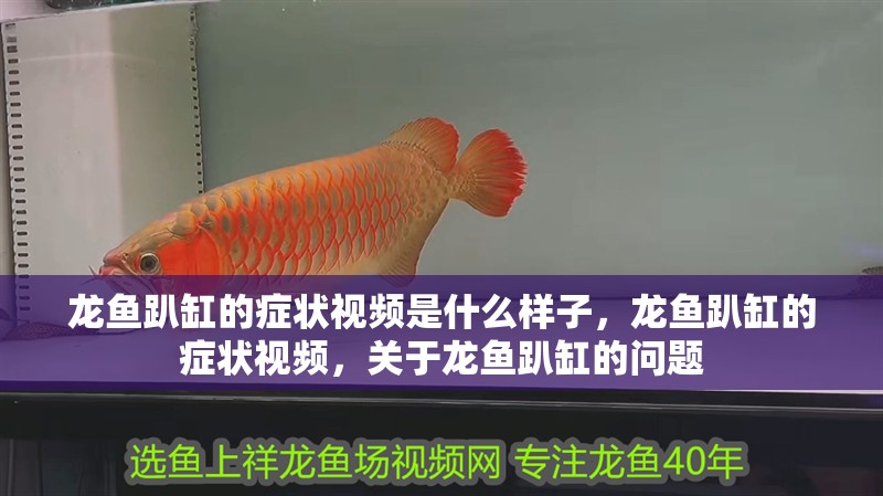 龍魚趴缸的癥狀視頻是什么樣子，龍魚趴缸的癥狀視頻，關于龍魚趴缸的問題 龍魚趴缸的癥狀視頻是什么樣子，龍魚趴缸的癥狀視頻，關于龍魚趴缸的問題 觀賞魚百科 第2張
