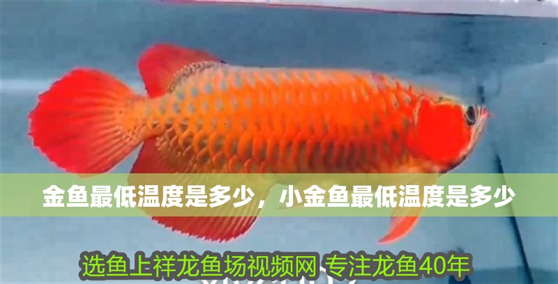 金魚最低溫度是多少，小金魚最低溫度是多少