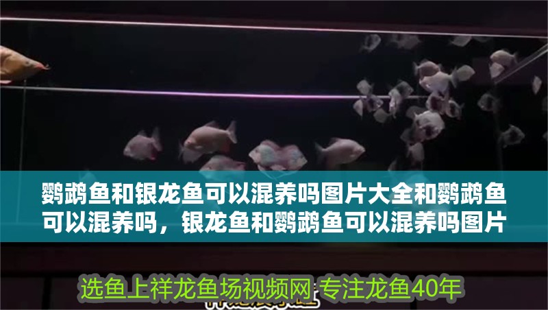 鸚鵡魚和銀龍魚可以混養嗎圖片大全和鸚鵡魚可以混養嗎，銀龍魚和鸚鵡魚可以混養嗎圖片大全 鸚鵡魚和銀龍魚可以混養嗎圖片大全和鸚鵡魚可以混養嗎，銀龍魚和鸚鵡魚可以混養嗎圖片大全 觀賞魚百科