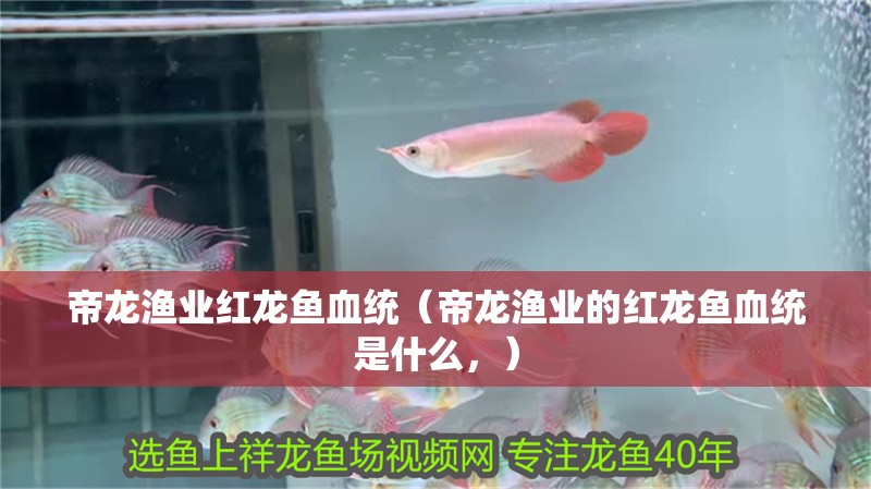 帝龍漁業紅龍魚血統（帝龍漁業的紅龍魚血統是什么，）