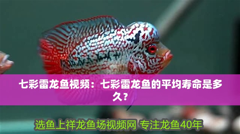 七彩雷龍魚視頻：七彩雷龍魚的平均壽命是多久？