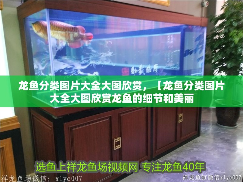 龍魚分類圖片大全大圖欣賞，【龍魚分類圖片大全大圖欣賞龍魚的細節和美麗 龍魚分類圖片大全大圖欣賞，【龍魚分類圖片大全大圖欣賞龍魚的細節和美麗 觀賞魚百科 第2張