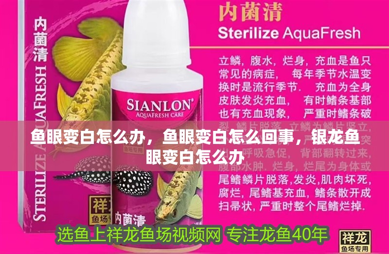 魚眼變白怎么辦，魚眼變白怎么回事，銀龍魚眼變白怎么辦